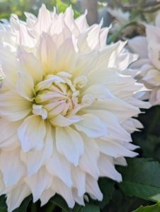 Dahlias produce an abundance of wonderful flowers throughout early summer and again in late summer until the first freeze. This large bloom is another beautiful creamy white with a hint of yellow and pink in the center.