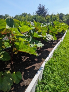 This new half-acre vegetable garden is thriving. Here is our bed of okra. Okra leaves are medium to large in size and oblong to heart-shaped, and covered in small bristles or spines.