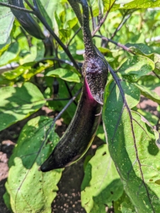 Pick eggplants when they are young and tender. Picking a little early will encourage the plant to grow more, and will help to extend the growing season. I prefer to pick them when they are smaller.