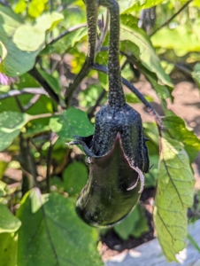 We have already harvested lots of eggplant, but there are more growing. It's a good season for eggplants.