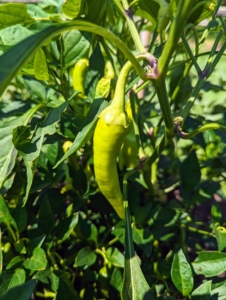 We have so many peppers growing - sweet and hot. Always be careful when picking peppers – keep the hot ones separated from the sweet ones, so there is no surprise in the kitchen.