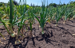 Our onions are doing excellently also. We planted a lot of white, yellow and red onions.