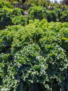 Our bed of kale is still going strong – very pretty with ruffled leaves. Kale or leaf cabbage is a group of vegetable cultivars within the plant species Brassica oleracea.