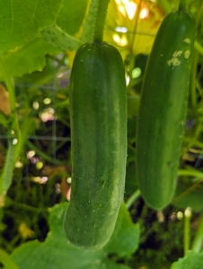 Cucumbers require a long growing season, and most are ready for harvest in 50 to 70 days from planting. The fruits ripen at different times on the vine, but it is essential to pick them when they are ready. If they are left on the vine too long, they tend to taste bitter.