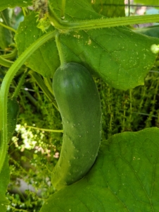 Cucumbers, Cucumis sativus, are great for pickling – I try to find time for pickling every year.
