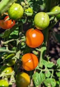 Some of them are already red. Tomatoes are heat loving plants, so all the hot weather really helps our crops – the tomato vines are laden with fruit.