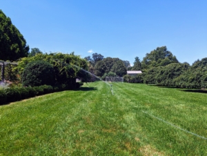 To avoid dry spots, sprinkler heads should be positioned so they overlap slightly in their coverage areas. During the summer, a good watering is done to a depth of about six to eight inches. An even, intermittent sprinkling is best for thorough, deep watering.