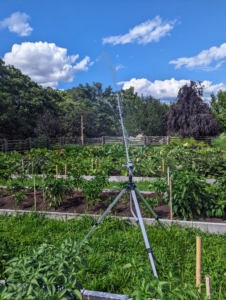 Here in the Northeast, August is typically very warm and dry, which means watering is a must in the gardens. This year, we've been fortunate - we've also had some good soaking rains. There's a good chance of rain again tomorrow, but when it's needed, we water, water, water.