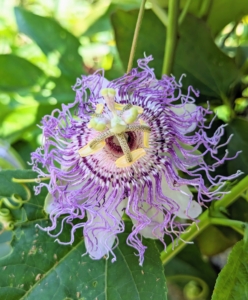 A few passionflowers also grow here. The passionflower has a wide, flat petal base with five or 10 petals in a flat or reflex circle. The ovary and stamens are held atop a tall, distinctive stalk encircled by delicate filaments. The stigmas start high above the anthers and slowly bend backward for easy pollination.
