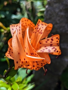 The tiger lily's petals bend back far during the flowering cycle, curling up against its own stem and exposing the stamens and pistol for visiting pollinators.