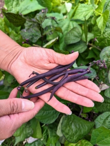 On this day, Elvira picked many string beans or bush beans. Beans grow best in full sun and moist soil. Bush beans are second only to tomatoes as the most popular vegetables in home gardens. Bush beans are eaten when the seeds are small. They are also called string beans because of a fibrous string running the length of the pod. Purple beans are so pretty – violet-purple outside and bright green inside with great flavor.