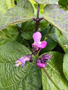 The blooms on bush beans are self-pollinating, meaning they do not need to be pollinated by insects in order for their seeds to grow.