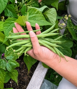 And here are the more familiar green colored beans which are also ready for picking.