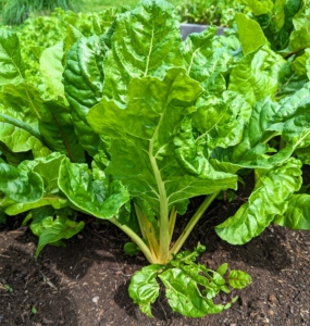 Here is the yellow Swiss chard. Swiss chard is actually a beet but without a bulbous root. It’s referred to as a member of the “goosefoot” family due to the shape of its leaves. And always cut chard leaf by leaf, so the plant can continue to grow new leaves during the rest of the season.