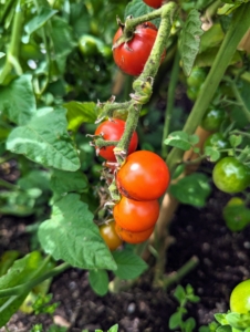 Tomatoes are heat loving plants, so they need the hot weather to mature, but ours are getting there - some of our cherry tomatoes are red enough to pick.