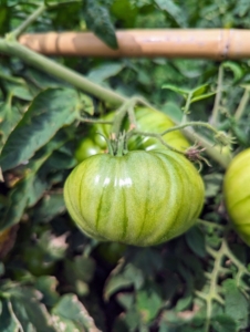 We grow more than 100 tomato varieties every year. Most tomato plant varieties need between 50 and 90 days to mature, but this year, they seem to be taking longer because of all the wet weather we've had. Are your tomatoes still green?