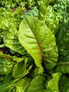 And look at the Swiss chard. The leaves are perfect. Swiss chard is a leafy green vegetable often used in Mediterranean cooking. The leaf stalks are large and vary in color, usually white, yellow, or red. The leaf blade can be green or reddish in color. Harvest Swiss chard when the leaves are tender and big enough to eat.