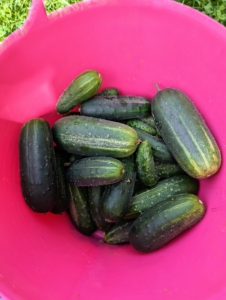 This is our best year for cucumbers. We have harvested buckets of cucumbers. Cucumbers require a long growing season, and most are ready for harvest in 50 to 70 days from planting. The fruits ripen at different times on the vine, but it is essential to pick them when they are ready. If they are left on the vine too long, they tend to taste bitter.