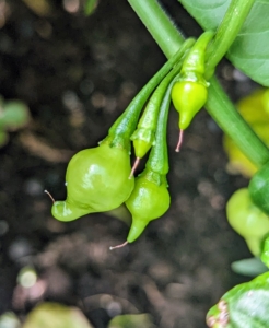 And look what else is growing - fresh bird's beak peppers, also known as Pimenta Biquinhos. These little Brazilian peppers have a fantastic floral flavor and a medium heat. My daughter, Alexis, and I love them. I pickle jars of them every year.