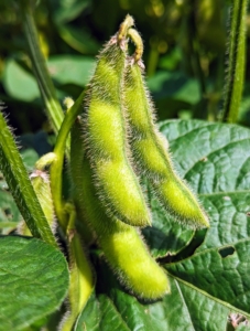 Growing in another bed are the edamame beans – whole, immature soybeans, sometimes referred to as vegetable-type soybeans. They are green and differ in color from regular soybeans, which are typically light brown, tan, or beige.