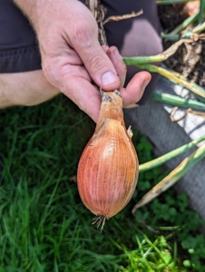 Our shallots are also so pretty. Shallots, Allium ascalonicum, are a member of the allium family, closely related to onions, garlic, and chives.