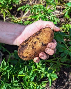 And here's just one of many potatoes still to be harvested. The potato is a starchy tuber of the perennial nightshade plant Solanum tuberosum. As the world's fourth-largest food crop, following maize, wheat, and rice, potatoes are grown from “seed potatoes”, which are certified disease-free and specially grown in nurseries for planting purposes.