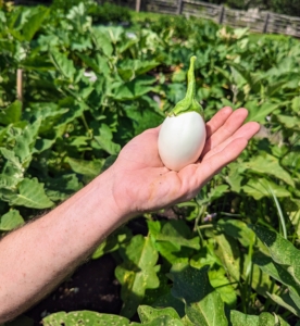 And do you know why it is called "eggplant?" In the 1700s, early European versions of eggplant were smaller and yellow or white. They looked like goose or chicken eggs, which led to the name “eggplant.” See Ryan's fun video on his Instagram page @RyanMcCallister1.