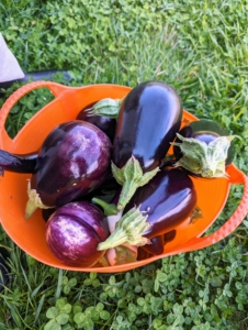 Ryan also harvested several eggplants. Pick eggplants when they are young and tender. Try to pick a little early, which will encourage the plant to grow more, and will help to extend the growing season.
