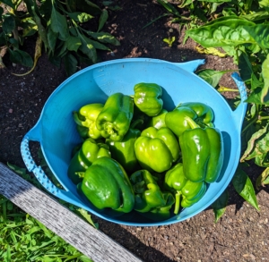 Sweet bell peppers are popular in the garden – all grassy in flavor and super-crunchy in texture. I love making stuffed peppers – so easy and so delicious. After picking, just wipe them down and put in the fridge. One can wash them just before using.