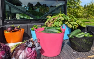 Everything is loaded in trug buckets and brought up to my flower room, where they are washed if needed, then bagged and stored in the refrigerator until ready to use. How was your harvest this weekend?