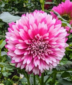 This is a big favorite here at the farm with its striking pink and white colored petals.