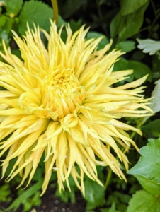 Currently, there are about 42 species of dahlia, with hybrids commonly grown as garden plants. It is a member of the Asteraceae family of dicotyledonous plants.