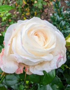 We planted floribunda roses, hybrid tea roses, and shrub roses. This one is a soft cream. color.