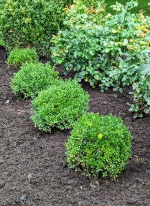 The entire garden is surrounded with boxwood. Large boxwood shrubs anchor the corners and mark the middle and main footpath of the garden. These smaller boxwood, which I’ve nurtured from bare-root cuttings fill in the rest of the perimeter.