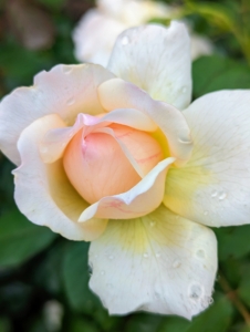 This garden includes a variety of different pastel colors from pink to apricot to lavender, yellow and creamy white.
