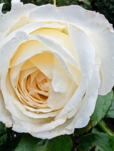 Here is a gorgeous cream rose - opening perfectly.