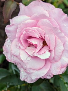 Here is a beautiful pink rose. A rose is a woody perennial flowering plant of the genus Rosa, in the family Rosaceae. There are more than a hundred species and thousands of cultivars.