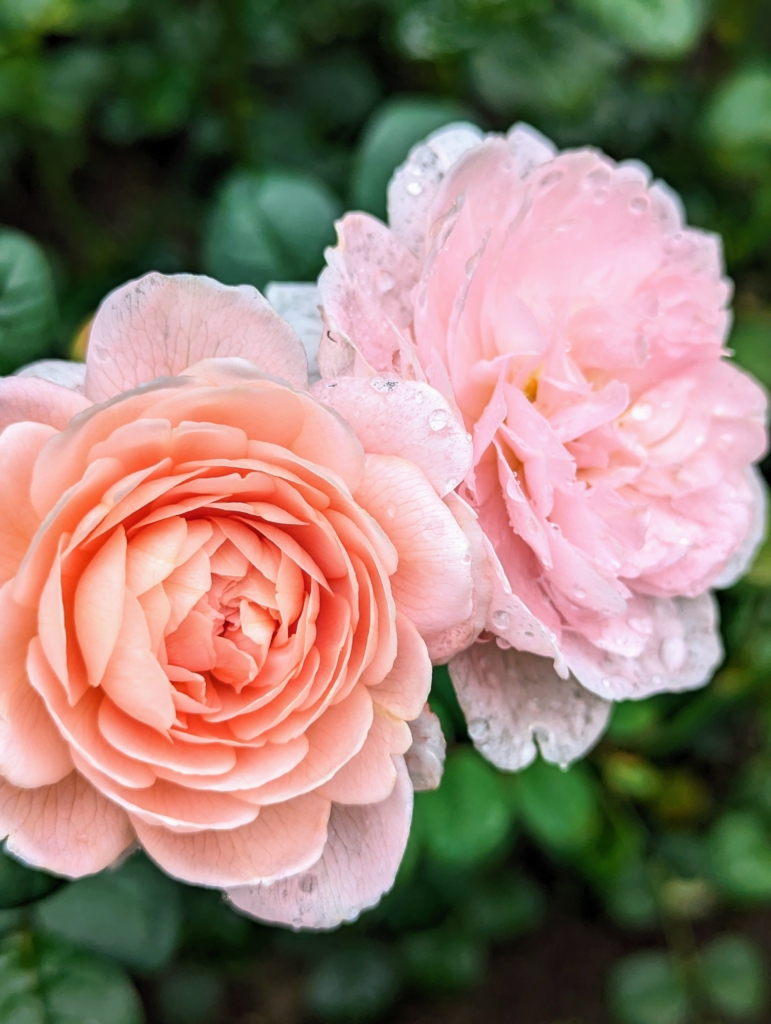 My Garden of Roses in August - The Martha Stewart Blog