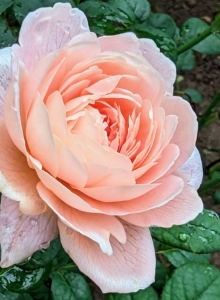 This week, we've had several overnight showers, so the plants and blooms are a bit wet, but when watering roses, give them the equivalent to one-inch of rainfall per week during the growing season.
