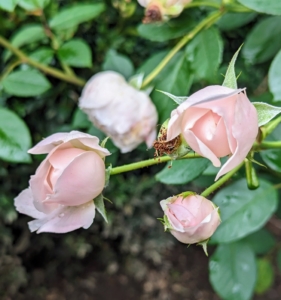 And here are some just beginning to unfurl. Given the right care, healthy roses can bloom al the way until early fall.