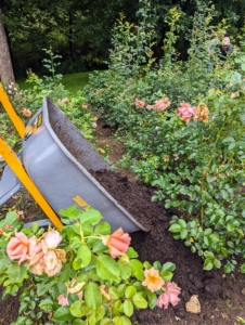 Yesterday, my outdoor grounds crew mulched the garden. Mulching benefits roses through soil amendment, water conservation, weed control, and disease and insect control.