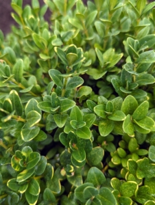 Boxwood leaves are evergreen and remain on the plant through the winter. They range from half inch to one inch long and are dark, glossy, and green on top. The back of the leaf is usually a lighter green with a distinct white mid-vein.