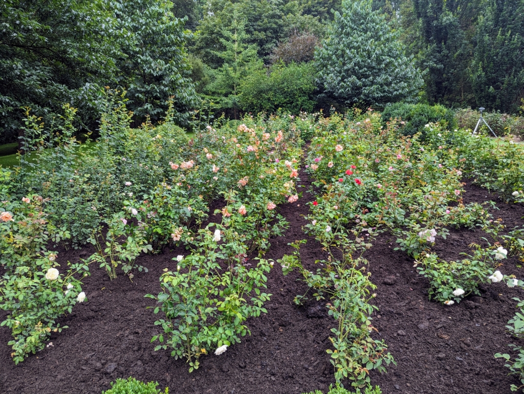 My Garden of Roses in August - The Martha Stewart Blog