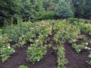 This rose garden is flourishing. I am so pleased with how it is doing. For more great gardening tips on planting and caring for roses, be sure to watch “Martha Gardens” on Roku.