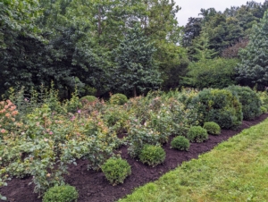 This garden was completed in spring and already all the rose bushes have grown - we planted more than 120 roses in this space.