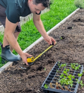 In this bed, Ryan measures the area for cabbage. The cabbage seedlings should be spaced at least 12 to 18 inches apart in the row...