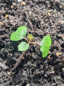 Cabbage seedlings have roundish leaves with very small teeth. As they grow, they get a thick center stem and then the green or purple cabbages in the center.