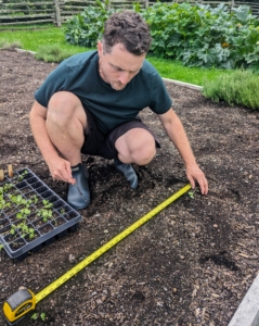 ... and then those rows should be two to three feet apart. Proper measuring will ensure the vegetables have enough room to grow. Our cabbages have been so beautiful and large in this new garden.