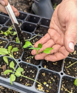 Ryan gently removes each seedling out of the tray. Seedlings should be about two to three inches high before transplanting, and after the seedling has its two "true leaves." True leaves are the leaves that grow after the initial seed's cotyledon leaves appear.