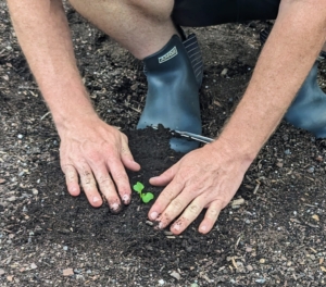 As with every plant, Ryan then tamps down on the surrounding soil carefully to make sure there is good contact.